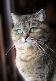 British shorthair
