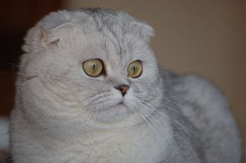 Scottish fold