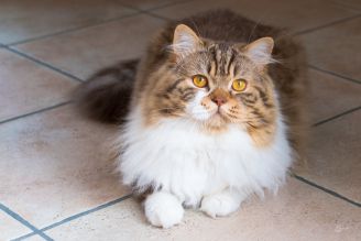 Scottish fold