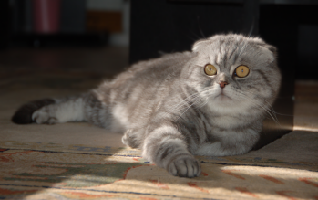 Scottish fold