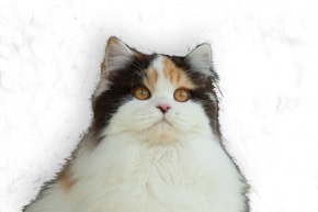 British longhair