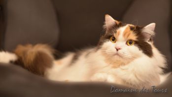 British longhair