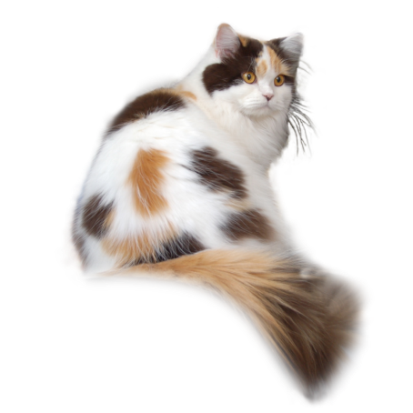 British longhair chocolat tortie et blanche