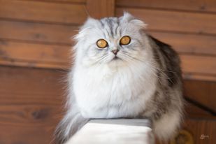 British shorthair