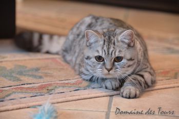 British shorthair