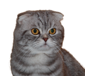 Scottish fold