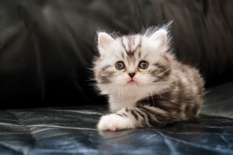 Femelle Highland straight, black silver blotched tabby et blanc