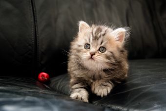 Femelle Highland straight, brown blotched tabby