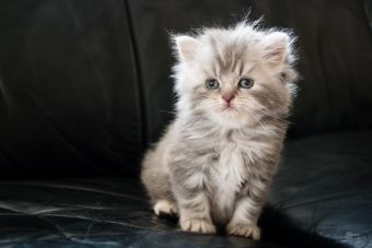 Mâle Highland straight, blue silver blotched tabby
