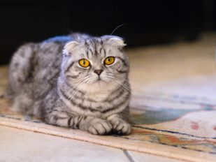 British shorthair