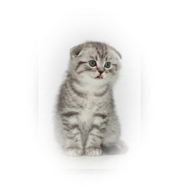 British longhair black silver tabby