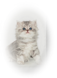British longhair blue silver tabby