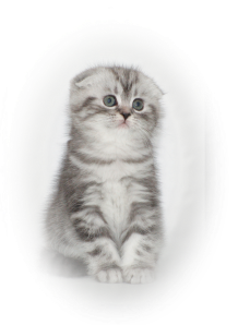 Scottish fold black silver tabby