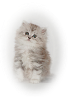British longhair black silver tabby